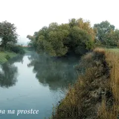 Odkryj różnorodność ryb w rzece Świniec - Idealne miejsce dla wędkarzy