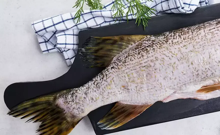 Cena za 1 kg szczupaka - ile kosztuje szczupak?